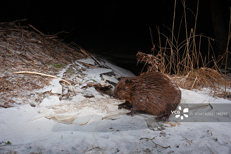 冬季欧洲海狸(Castor fiber),位于德国图林根州的海狸小屋图片素材