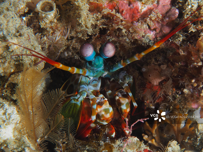 位于南非夸祖鲁-纳塔尔省马普塔兰海洋保护区索德瓦纳湾国家公园潜水点的孔雀螳螂虾图片素材