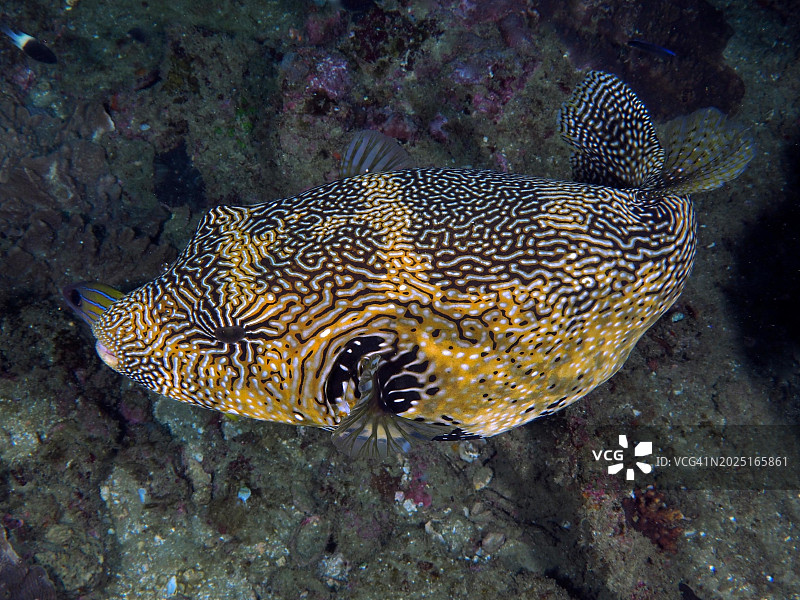 地图河豚，索德瓦纳湾潜水点，夸祖鲁-纳塔尔省，南非，非洲图片素材