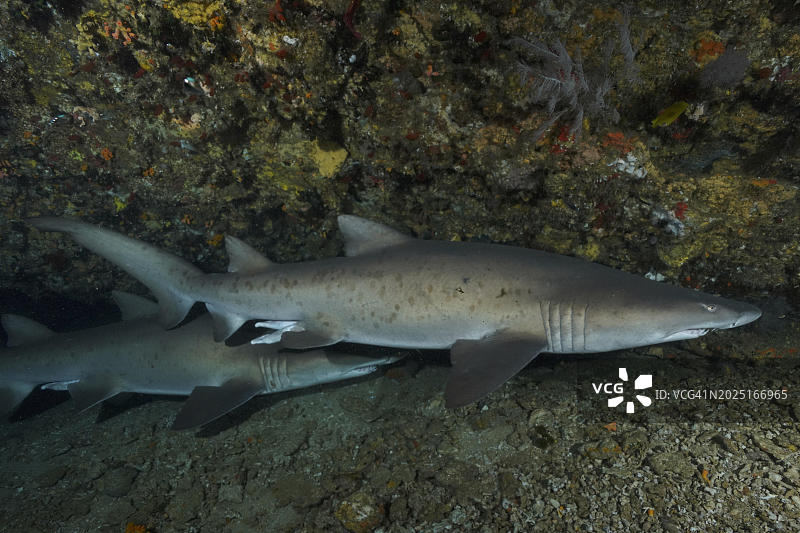 沙虎鲨（噬人鲨）。位于非洲南非夸祖鲁-纳塔尔省马盖特市普罗梯亚班克斯潜水点图片素材