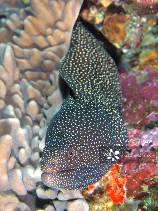 海鳗(Gymnothorax meleagris),索德瓦纳湾国家公园潜水点,夸祖鲁-纳塔尔省,南非,非洲图片素材