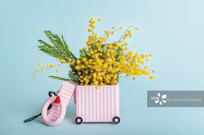 蓝色背景粉色手提箱里的含羞草花束图片素材