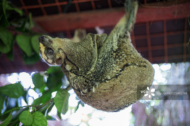 圈养的菲律宾飞狐猴（Cynocephalus volans）图片素材