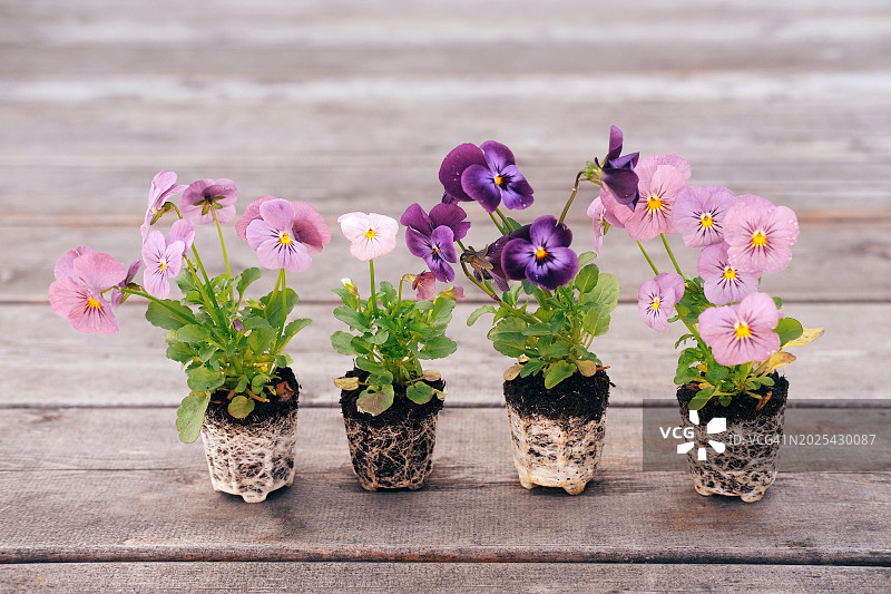 木制露台背景下的花园多年生三色堇花卉幼苗图片素材