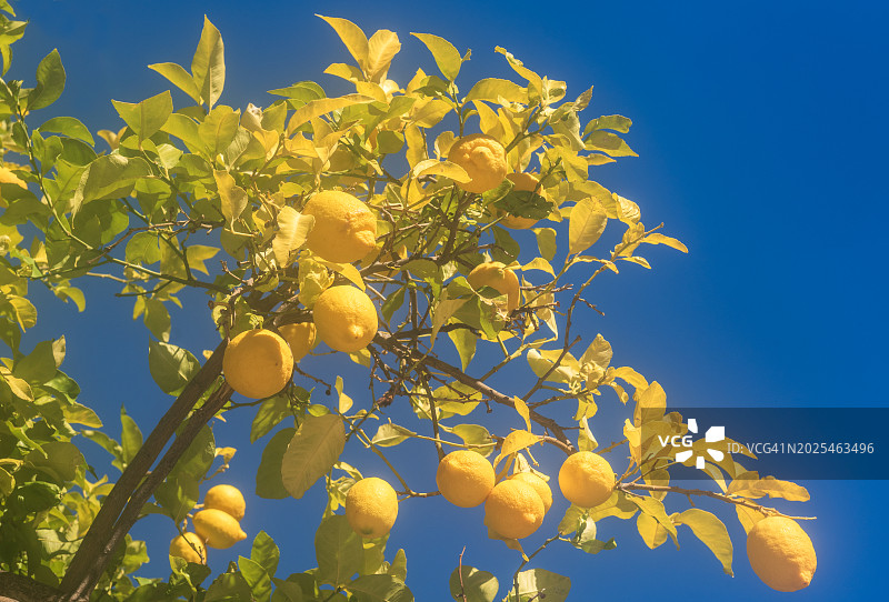 柠檬树图片素材