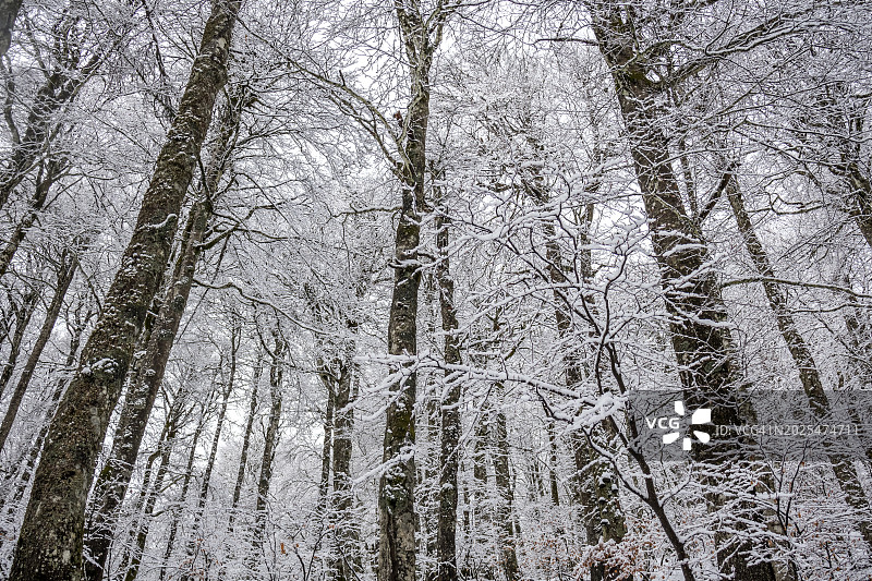 雪后的山毛榉森林图片素材