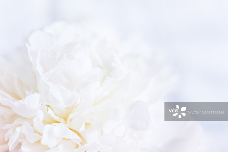 柔焦下的娇嫩粉白牡丹图片素材