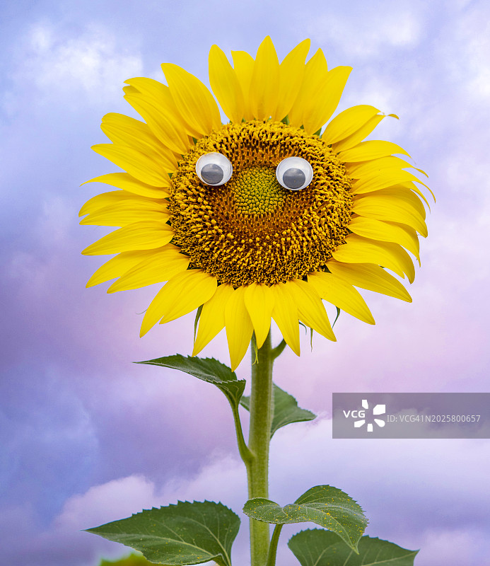 田野中笑意盈盈的向日葵花朵图片素材