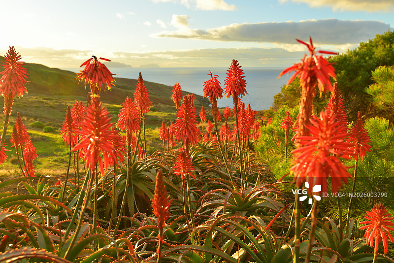 日出时分盛开的野生芦荟图片素材