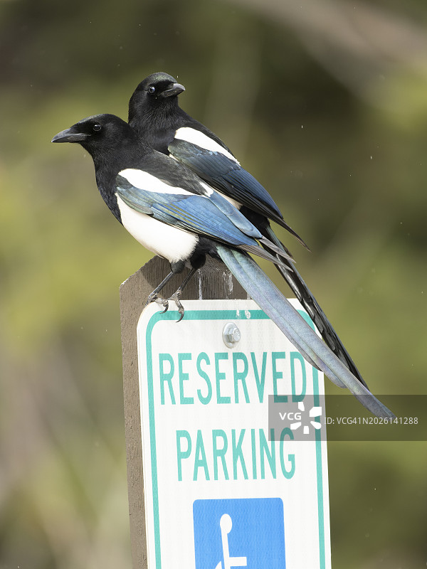 黑嘴喜鹊图片素材