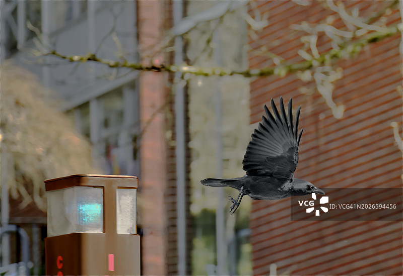 飞行的乌鸦图片素材