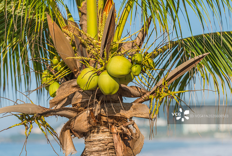 海滩椰子树上成串的椰子果实特写图片素材