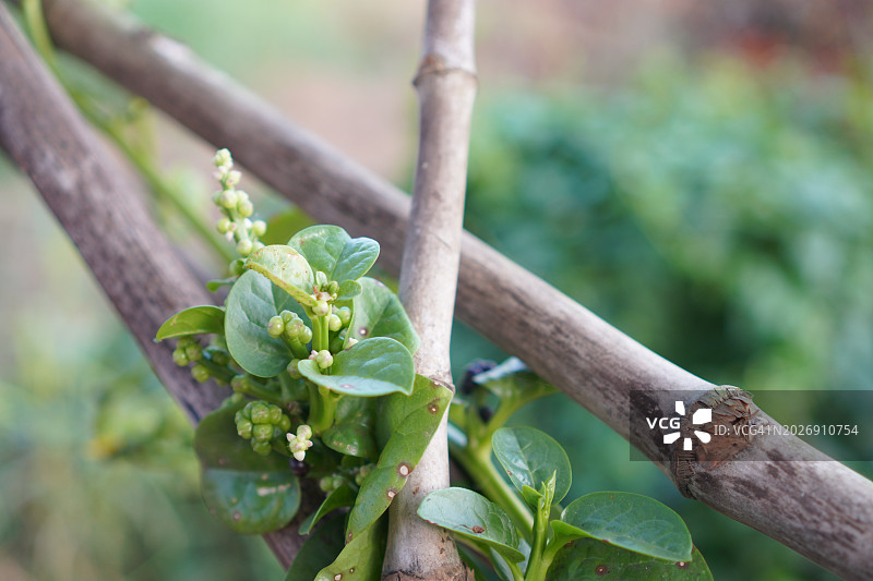 花园中盛开的红花落葵图片素材