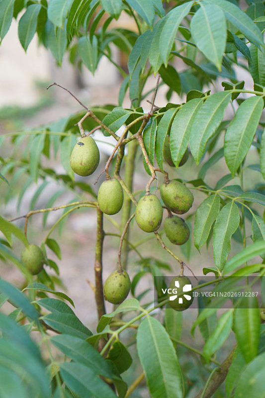 锡果树图片素材