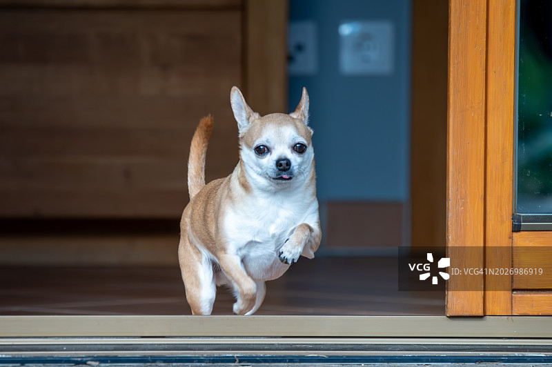 奇瓦瓦狗图片素材