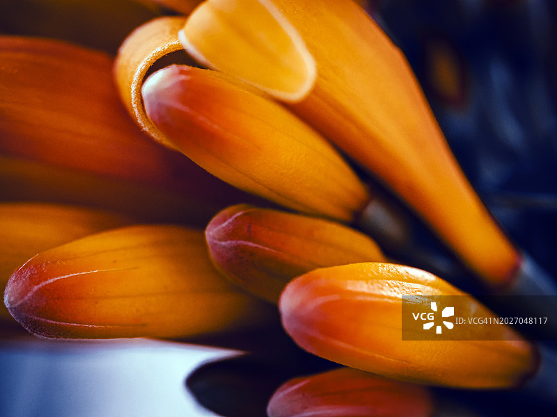 热带植物叶子的特写镜头图片素材