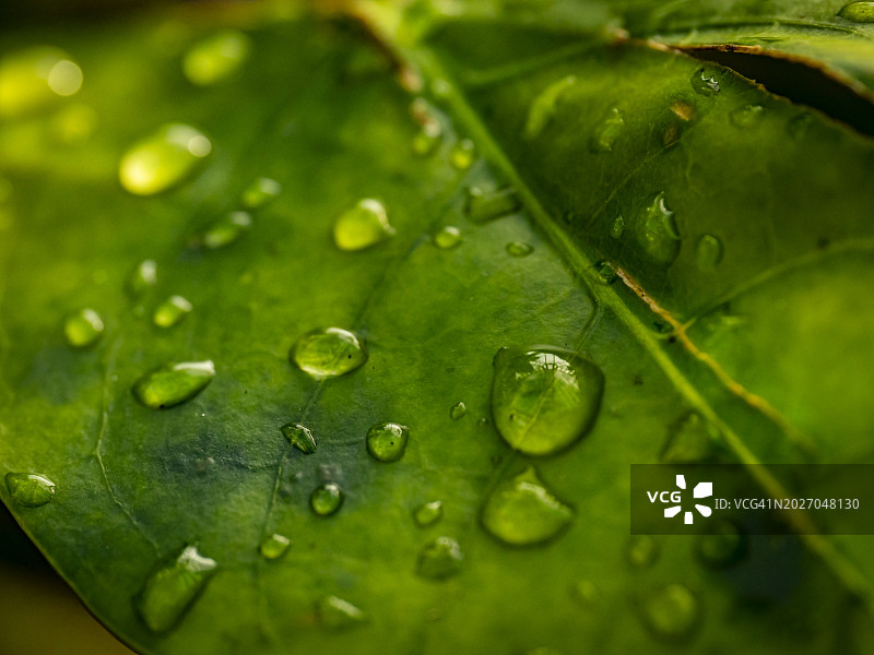 覆盖着新鲜雨滴的热带植物叶子的迷人特写图片素材