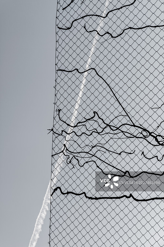 栅栏上的枯树枝图片素材