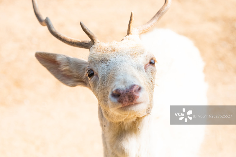 微笑的可爱白色小鹿图片素材