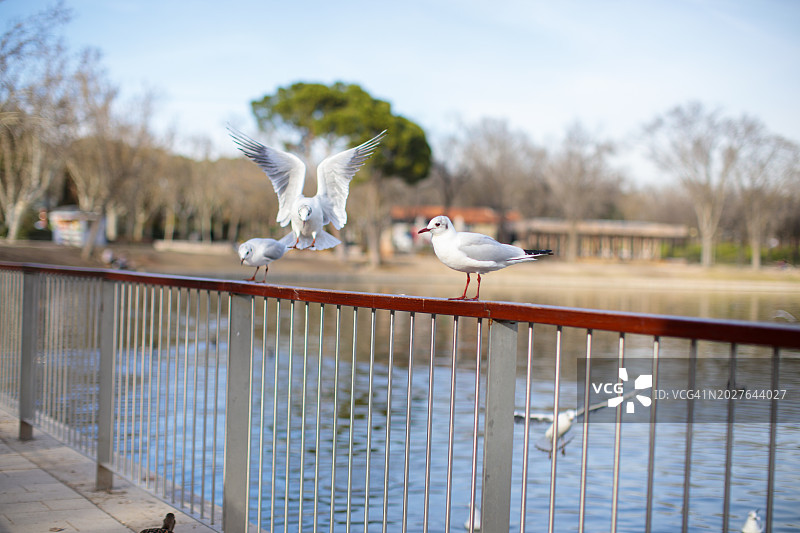 马德里的海鸥，马德里乡间别墅的鸟类，马德里Río地区图片素材