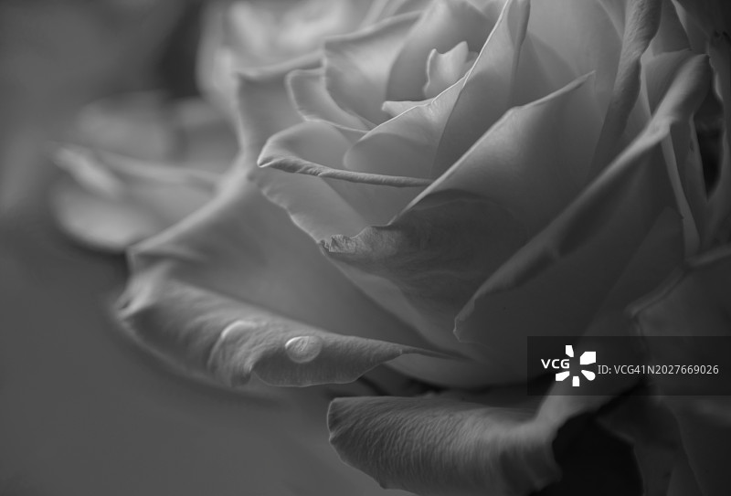 玫瑰上的泪珠图片素材