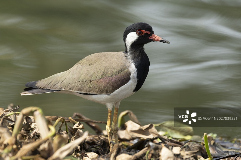 印度喀拉拉邦科钦附近水道上的红胸麦鸡图片素材
