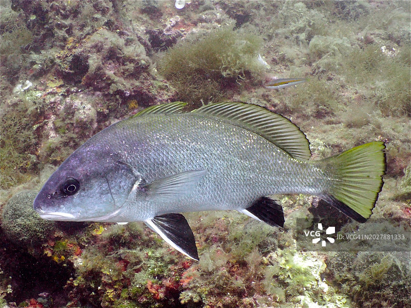 褐石首鱼，梅德斯群岛海洋保护区潜水点，西班牙布拉瓦海岸，地中海，欧洲图片素材