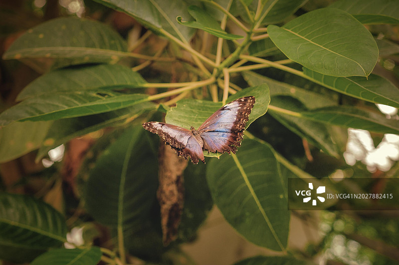 翅膀轻微受损的蝴蝶停在叶子上，德国。图片素材