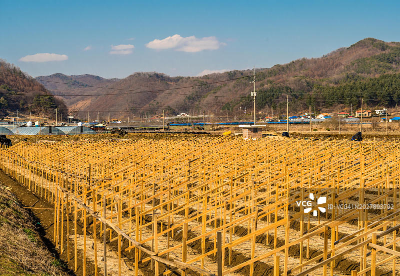 韩国锦山农村山区农场种植人参的木制框架图片素材