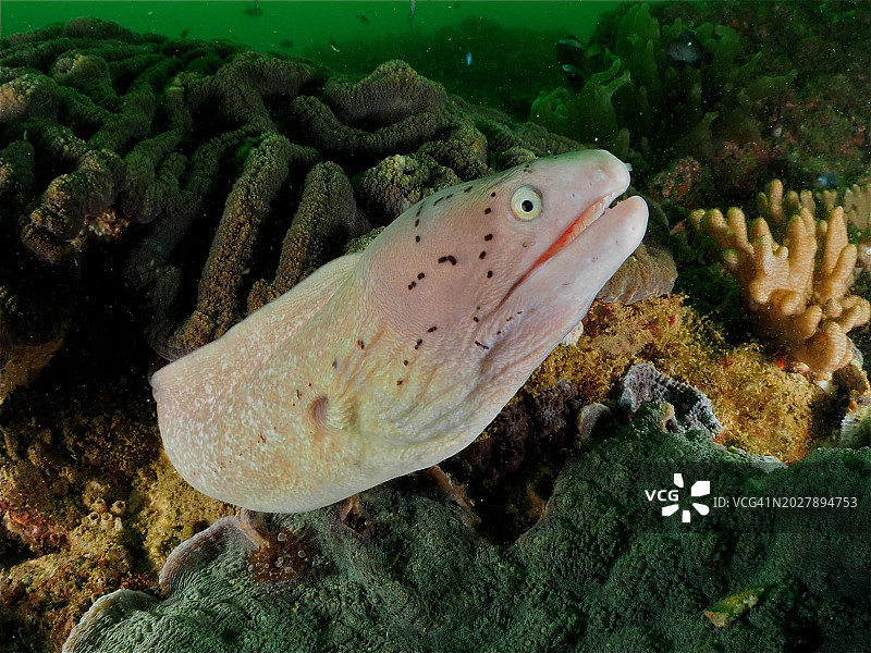 阿曼坎塔布美人鱼湾潜水点的斑点海鳝图片素材