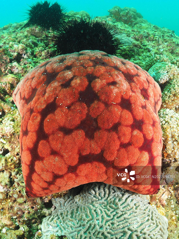 新几内亚海星，亚洲阿曼坎塔布美人鱼湾潜水点图片素材