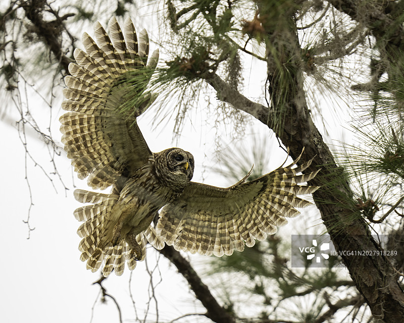 横斑林鸮降落图片素材