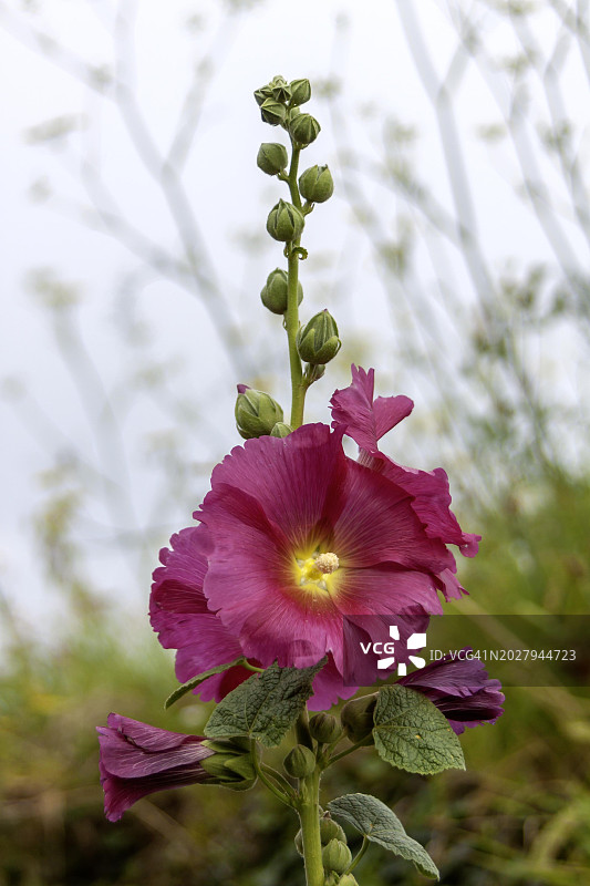 蜀葵，法国布列塔尼图片素材