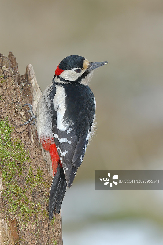 欧洲德国北莱茵-威斯特法伦州威尔恩斯多夫，雄性大斑啄木鸟专注地栖息在枯木上图片素材