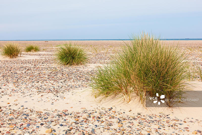 位于欧洲丹麦斯卡根海滩的鹅卵石草丛图片素材