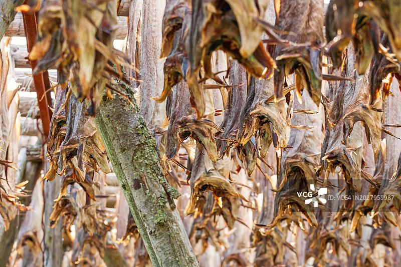 鳕鱼干，一种古老的保存方法，罗弗敦群岛，挪威，欧洲图片素材