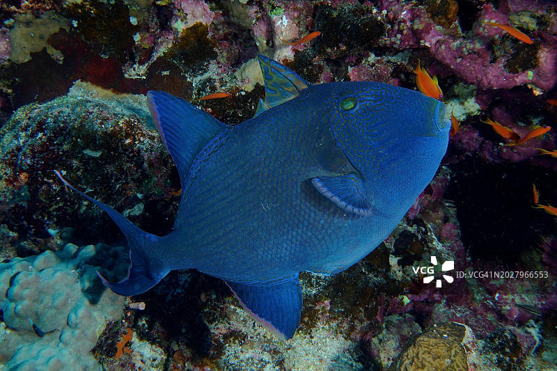 蓝扳机鲀（褐拟鳞鲀），红海埃及El Quesir红树林湾House Reef潜水点图片素材