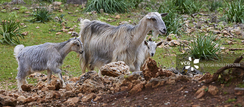 在阿拉德纳峡谷的岩石草地上的一家山羊图片素材