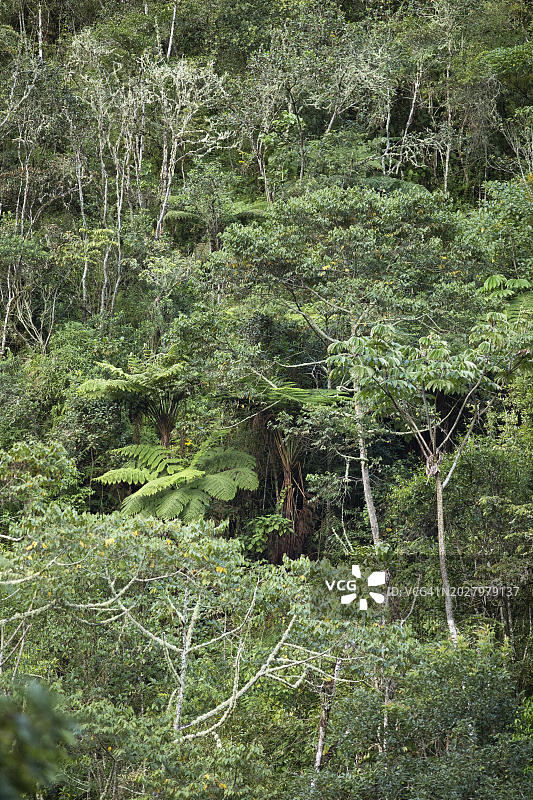 秘鲁库斯科地区的马丘比丘镇或温泉镇的雨林或丛林图片素材