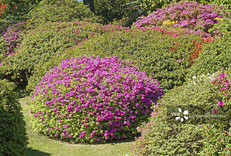 科莫湖畔卡洛塔别墅植物园的粉色杜鹃花丛图片素材