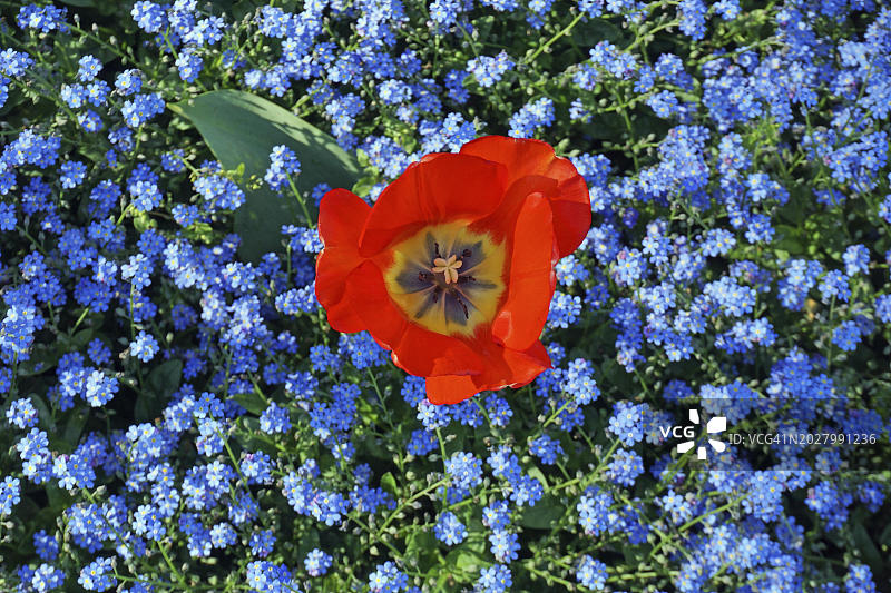 科莫湖卡洛塔别墅植物园中盛开的郁金香和勿忘我，意大利图片素材