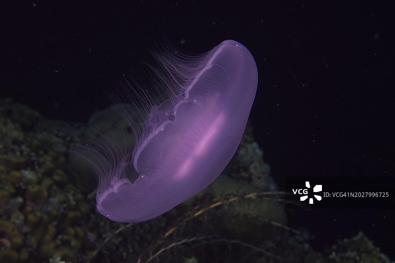夜间常见的海蜇（月亮水母），埃及红海圣约翰礁潜水点图片素材