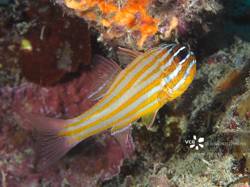 金色条纹天竺鲷，红海，埃及，非洲图片素材