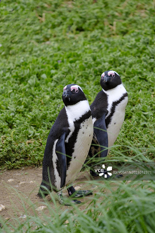 非洲企鹅，斯托尼角企鹅栖息地，南非西开普省贝蒂湾，花园大道图片素材