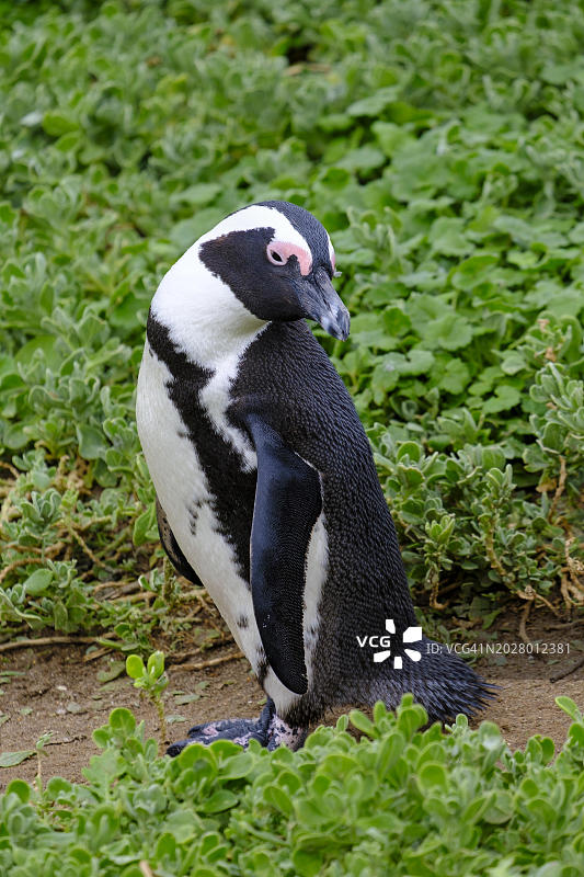 非洲企鹅,斯托尼角企鹅栖息地,南非西开普省贝蒂湾,花园大道图片素材