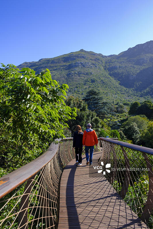 开普敦克斯腾伯斯植物园树冠吊桥上的游客，南非图片素材
