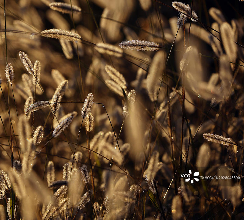 巴伐利亚上巴伐利亚，金色晨光中闪耀的草花图片素材