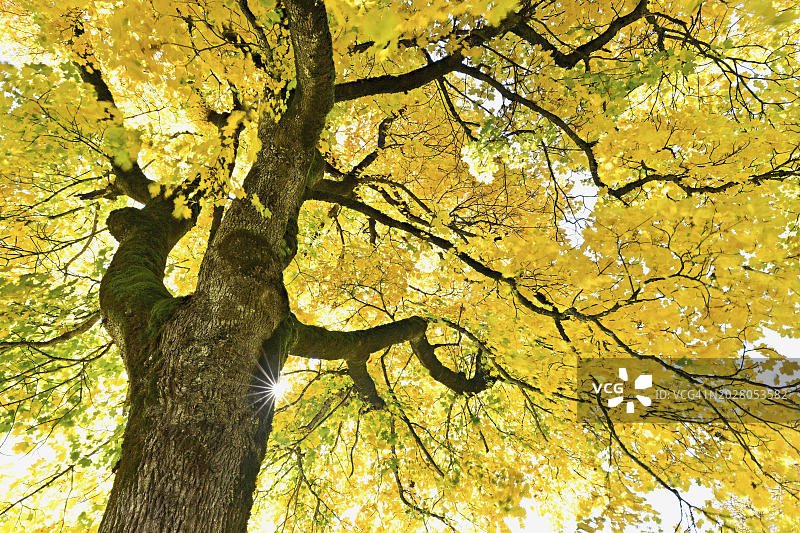 阳光穿过秋色老梧桐枫树，瑞士格拉鲁斯州图片素材