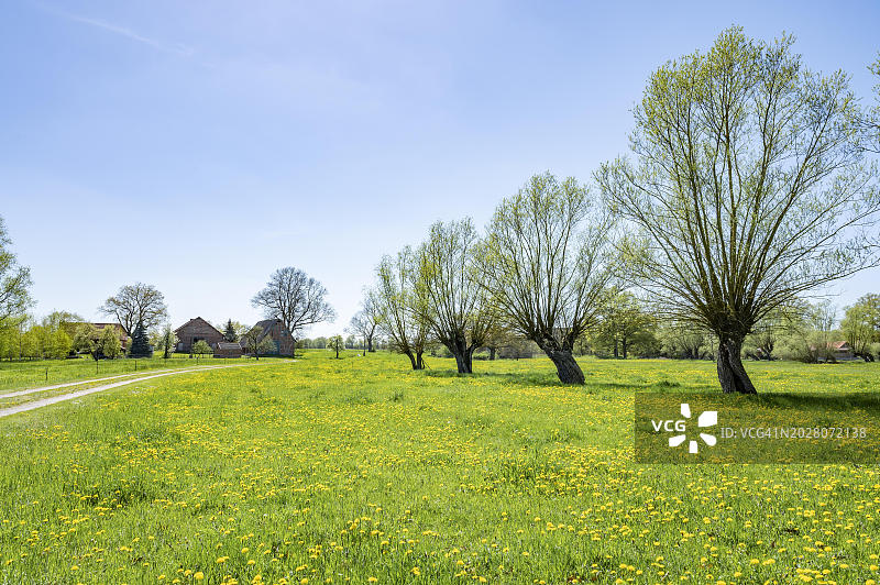 勃兰登堡的农场和蒲公英草地文化景观，德国图片素材