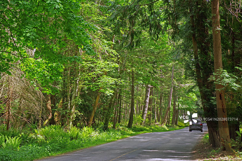 加拿大不列颠哥伦比亚省温哥华的茂密绿色森林和狭窄道路图片素材